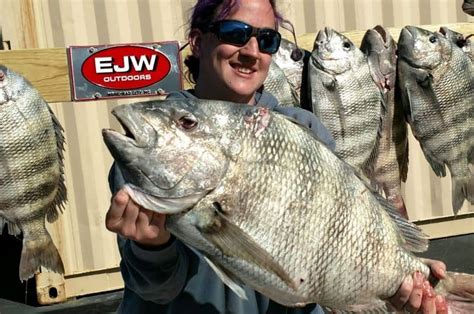 florida sheepshead record  Spearing does not include the catching or taking of a fish by a hook with hook and line gear or by snagging (snatch hooking)